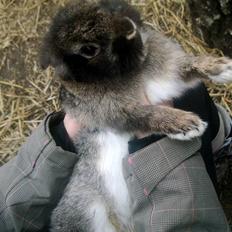 Kanin Tarzan - tidl kanin.