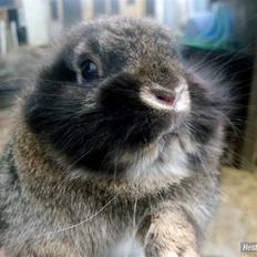 Kanin Tarzan - tidl kanin.