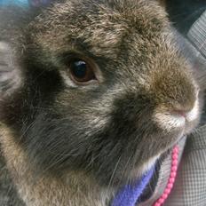 Kanin Tarzan - tidl kanin.