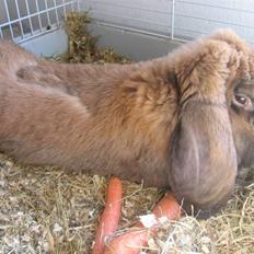 Kanin Kallenin R.I.P