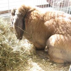 Kanin Kallenin R.I.P