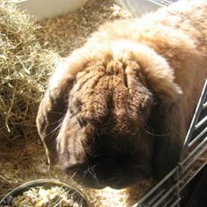 Kanin Kallenin R.I.P