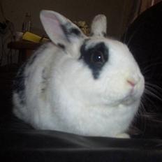 Kanin Oliver *Savnet!* ;(