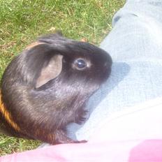 Marsvin Gumle speedy Larsen