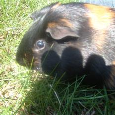 Marsvin Gumle speedy Larsen