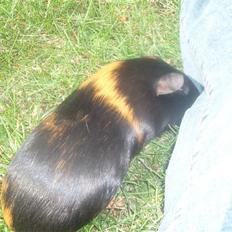 Marsvin Gumle speedy Larsen