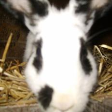 Kanin Vinters Nuki *R.I.P*