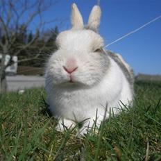 Kanin I'm Royal and Dangerous †