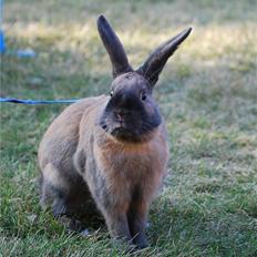 Kanin Snöflingans Fandango