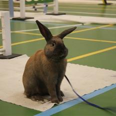 Kanin Snöflingans Fandango