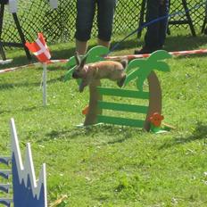 Kanin Snöflingans Fandango