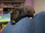 Hamster Feline