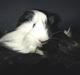 Marsvin Koreska's Xanadu*Sheltie*