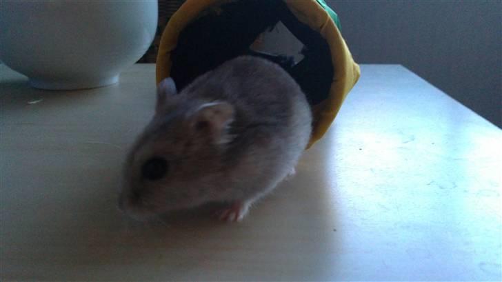 Dværghamster Hephaistion<3  billede 3