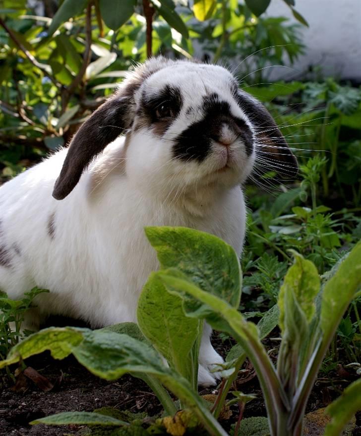 Kanin Kokus R.I.P - 1. Dette billeder er mit favoritbillede af ham :o) Har vundet en fotokonkurrence med det også. billede 1