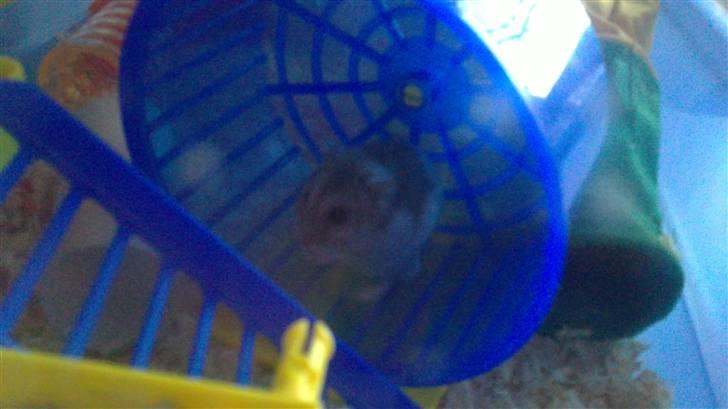 Dværghamster Hephaistion<3  billede 4