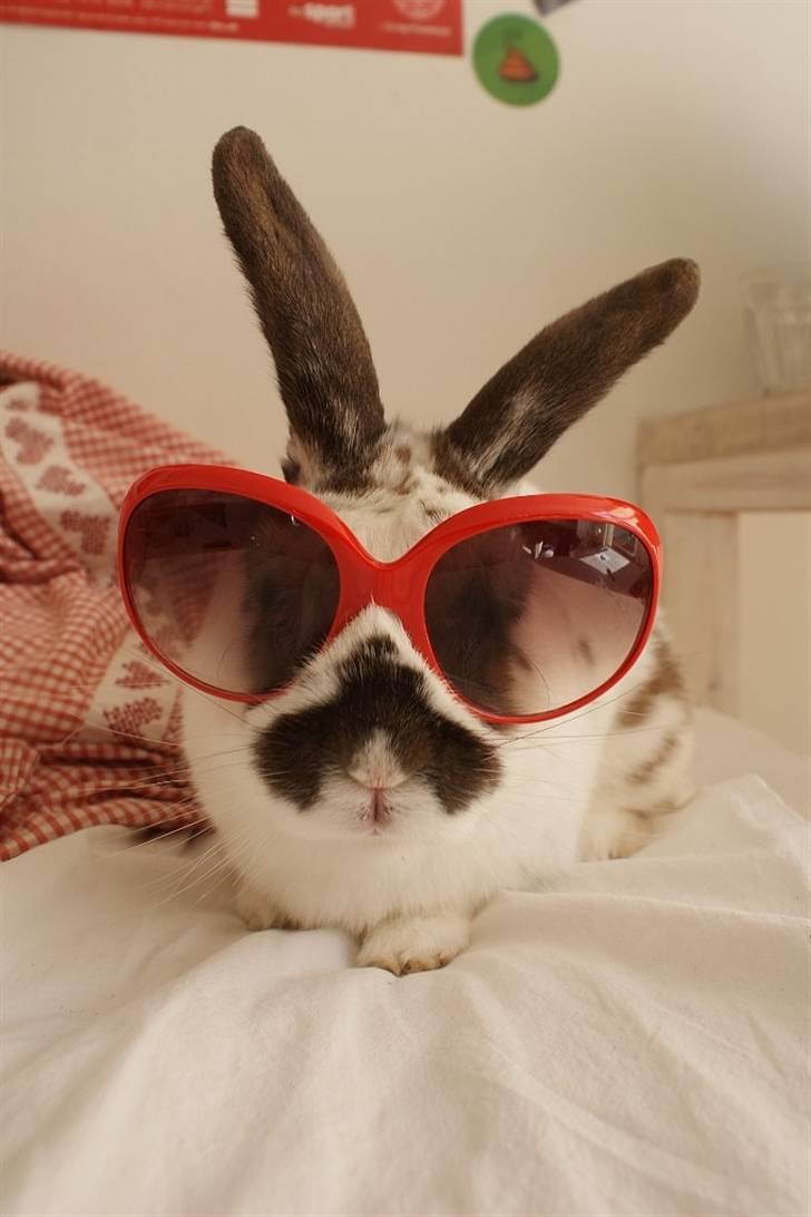 Kanin Kokus R.I.P - 2. Sommer, sommer og sol :o) billede 2