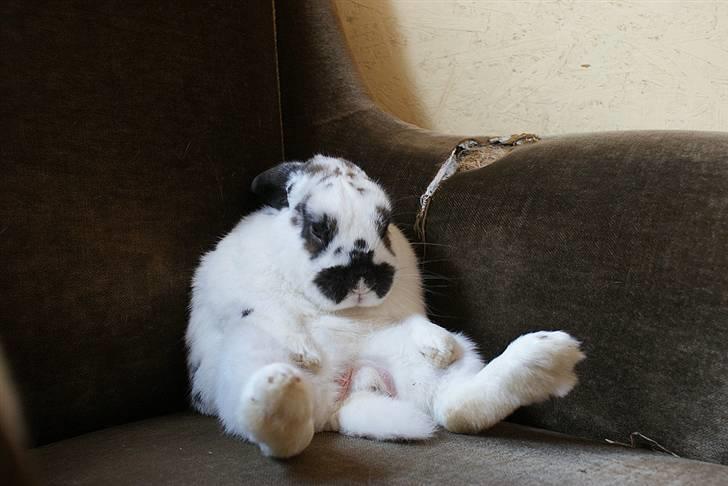 Kanin Kokus R.I.P - 3. Kokus sidder model. billede 3