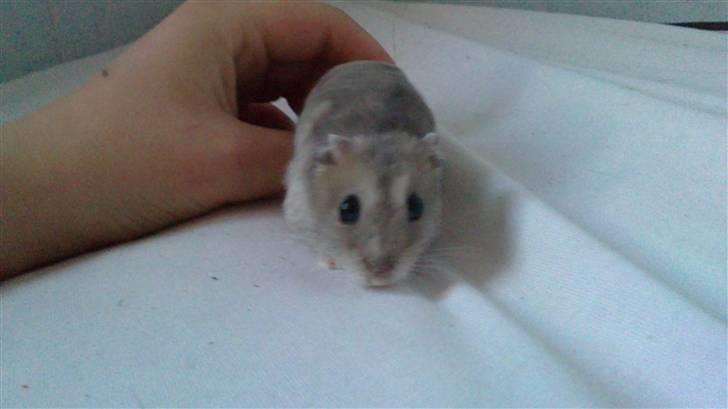 Dværghamster Hephaistion<3  billede 5