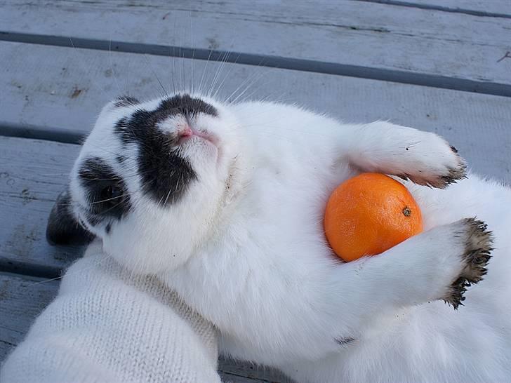 Kanin Kokus R.I.P - 5. Kokus og en appelsin ;-) billede 5