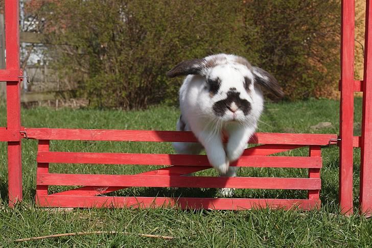 Kanin Kokus R.I.P - 6. pensioneret hopkanin :-) billede 6