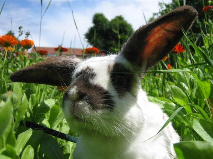 Kanin Kokus R.I.P - 7. propelørerne :D billede 7