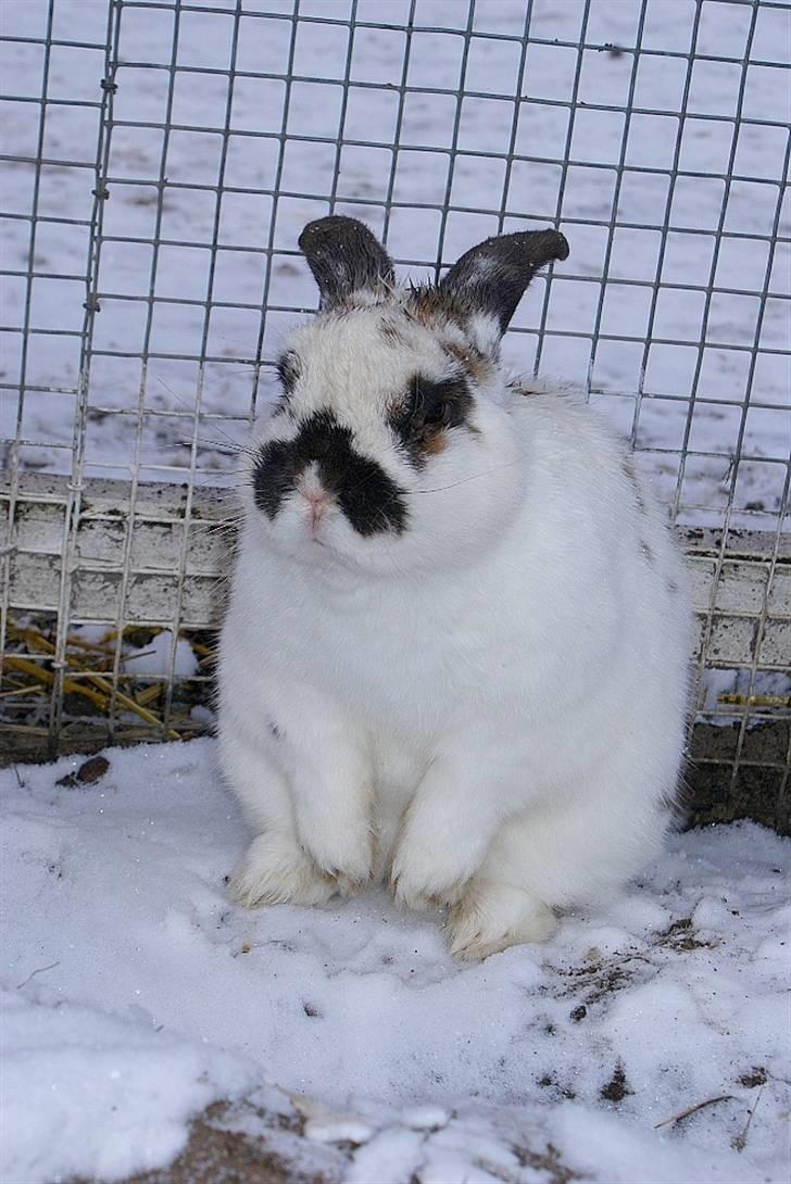 Kanin Kokus R.I.P - 8. Skøre, tykke snekanin sidder og gør sig ren. Al det sne sviner jo pelsen ;-) billede 8