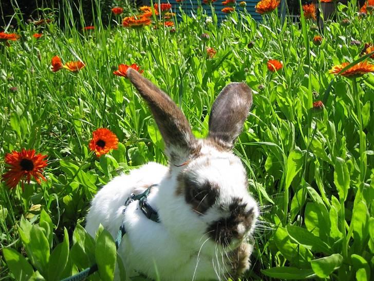 Kanin Kokus R.I.P - 9. Vaske plaske tid. billede 9