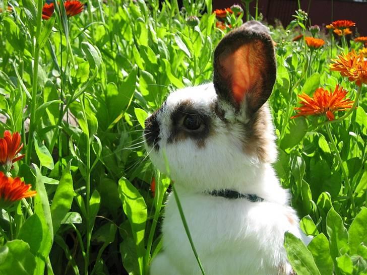 Kanin Kokus R.I.P - 10. Kigger sig lige omkring i blomsterbedet. billede 10