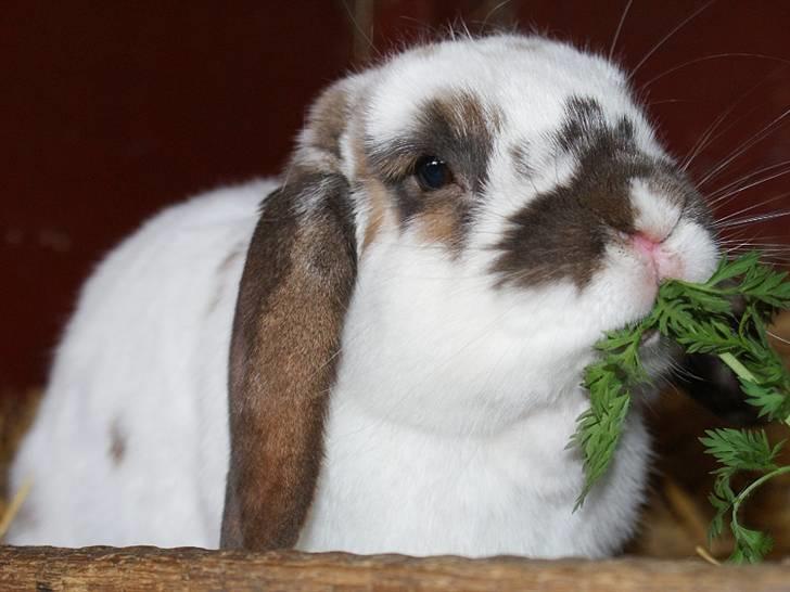 Kanin Kokus R.I.P - 11. mums, gulerodstoppe! billede 11