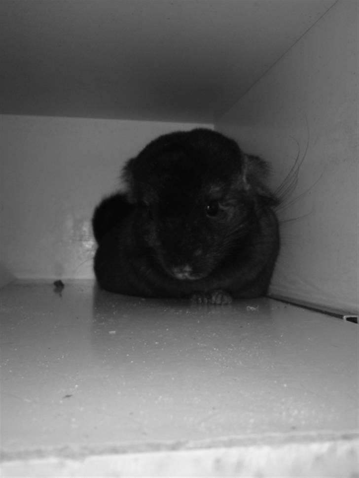 Chinchilla Gerdrup's lillepige <3 billede 1