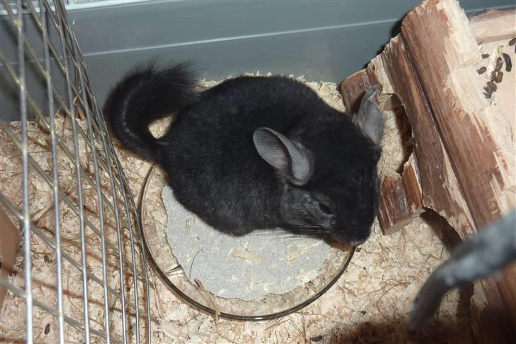Chinchilla Gerdrup's lillepige <3 billede 2