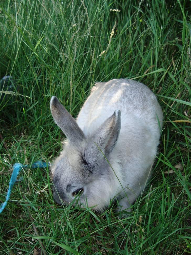 Kanin Palle billede 1