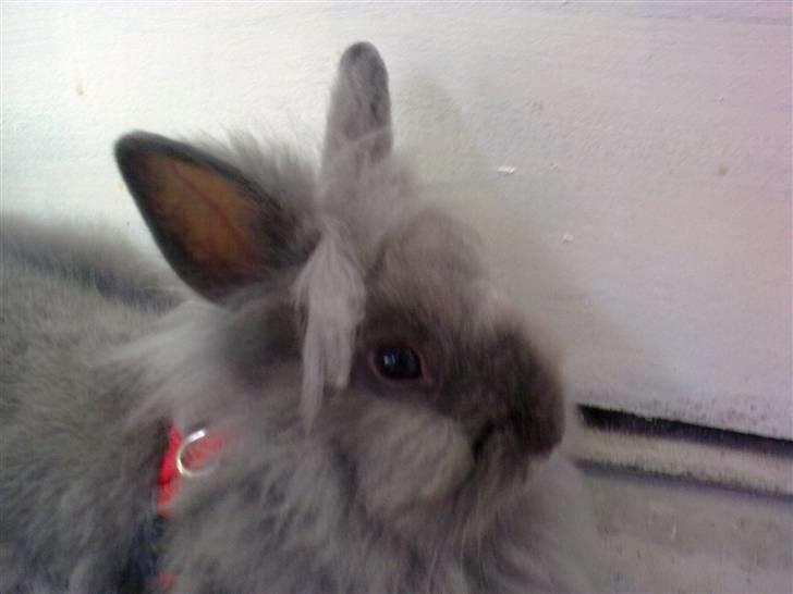 Kanin Holly billede 1