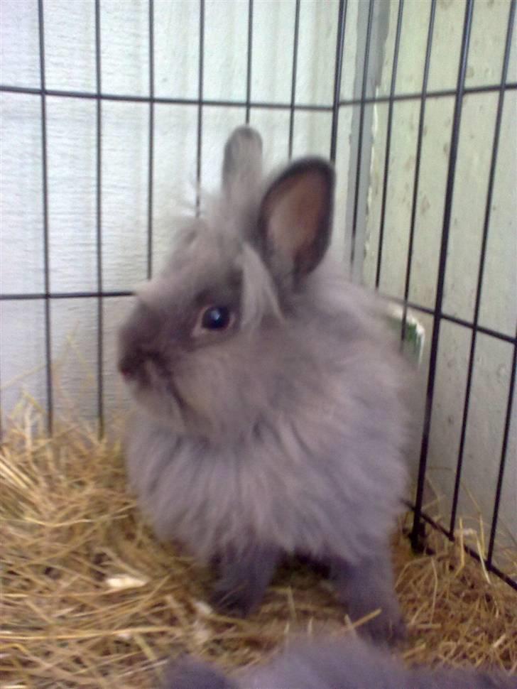 Kanin Holly billede 2