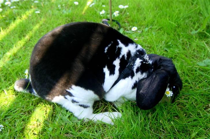 Kanin Anton † billede 10