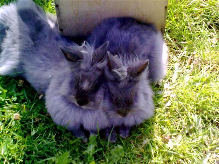 Kanin Holly - Holly er hende der ligger til Venstre  :D  billede 3