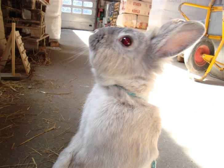 Kanin Palle billede 2