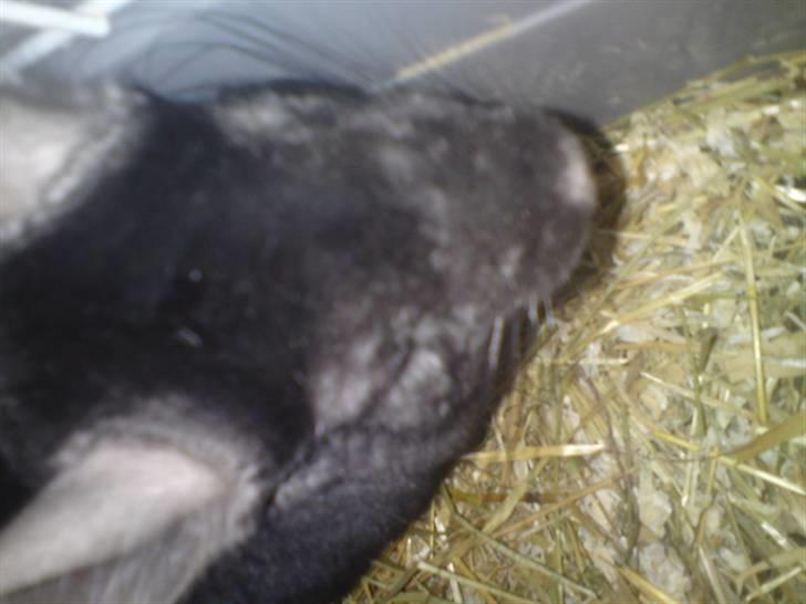 Chinchilla Gerdrup's lillepige <3 billede 3