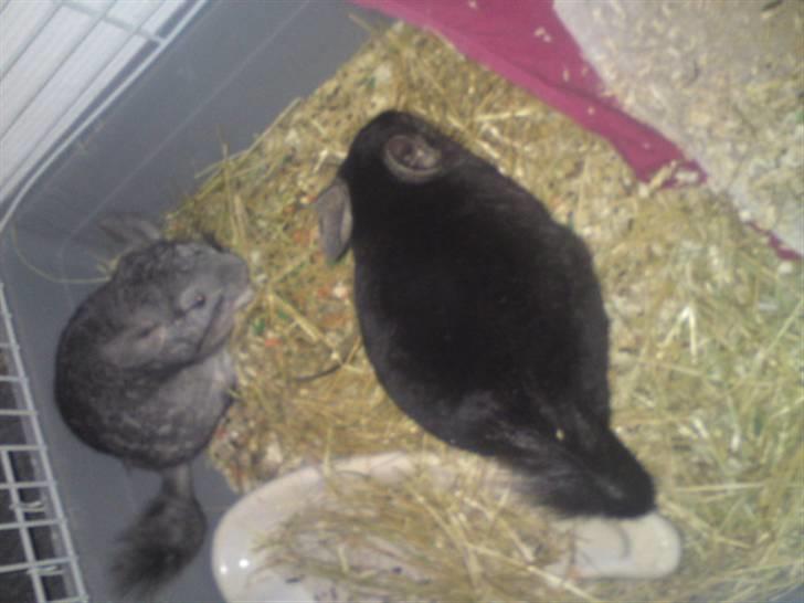 Chinchilla Gerdrup's lillepige <3 billede 4