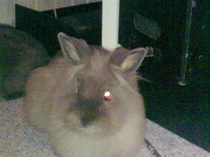 Kanin Holly billede 4