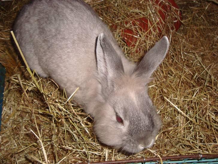 Kanin Palle billede 4