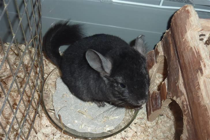 Chinchilla Gerdrup's lillepige <3 billede 6