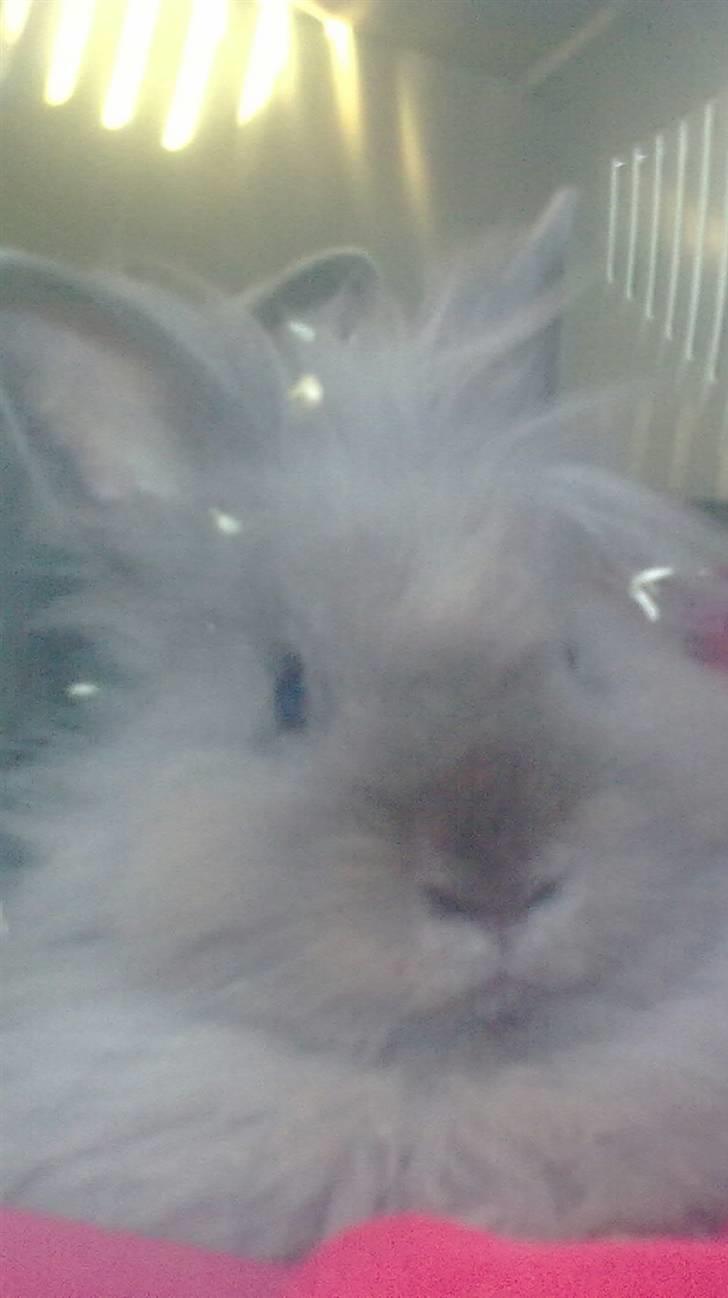 Kanin Holly - Der kommer flere billeder :D og mere tekst ved bare ikke helt hvad jeg skal skrive ;D  billede 5