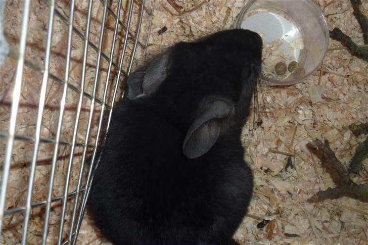 Chinchilla Gerdrup's lillepige <3 billede 7