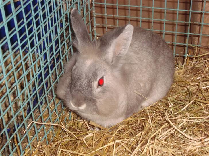 Kanin Palle billede 5