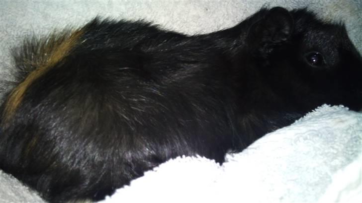 Marsvin laffe billede 1