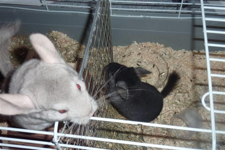 Chinchilla Gerdrup's lillepige <3 billede 8