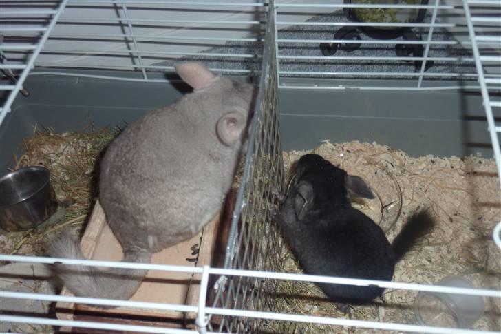 Chinchilla Gerdrup's lillepige <3 billede 9