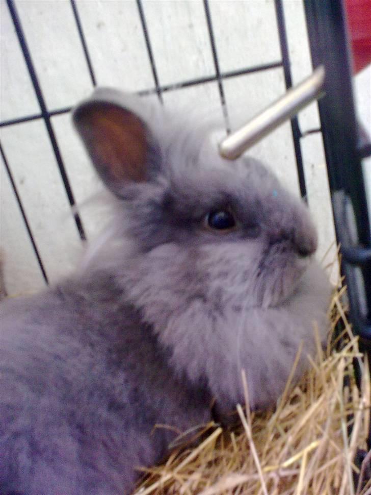 Kanin Minnie  /Ikke min Mere / - Velkommen til Minnie´s Profil :D  billede 1